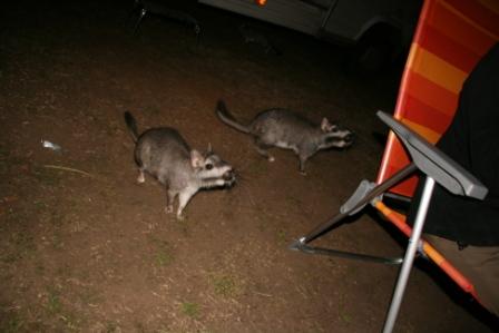 Nachts kamen die Riesenmeerschweinchen